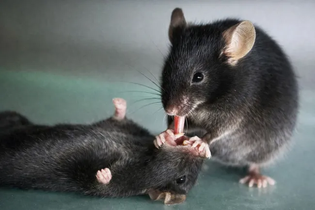 موش‌ها با کمک‌های اولیه یکدیگر را نجات می‌دهند