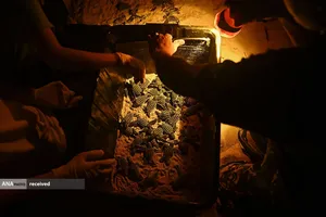 جمع&zwnj;آوری لاک&zwnj;پشت&zwnj;های پشت چرمی قبل از رها کردن آنها در دریا در ساحل بانگ خوان تایلند
