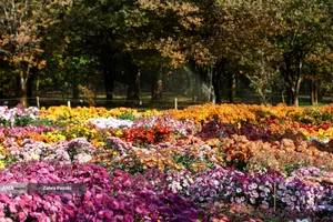 گل های داوودی