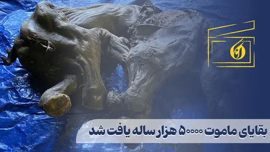 بقایای ماموت 50000 هزار ساله یافت شد
