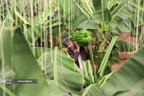 پرورش موز در استان چهارمحال و بختیاری