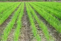 تحول در کشت برنج با ارقام پرمحصول و کم‌آب‌بر در شمال کشور