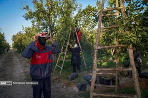 توانمندی اقتصادی برای رفع محرومیت - باغ گلابی