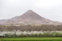 مهمانی شکوفه ها