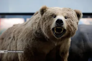 متحف برديسان للتنوع البيولوجي ، طهران