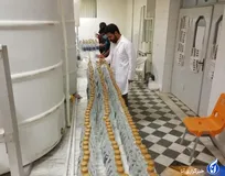 کرم کاهش قند خون برای دیابتی‌ها تولید شد/ کرونایی‌ها با «هیپوکلروس» درگیری ریه پیدا نمی‌کنند