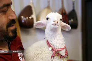 میکائیل آگداس نوازنده تار، با بره خود در قونیه، ترکیه