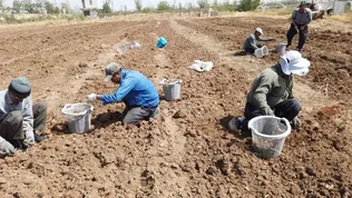 گامی بلند به سوی کشاورزی مدرن؛ نخستین کشت مکانیزه زعفران در استان زنجان توسط دانشگاه آزاد ابهر رقم خورد