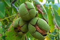 تولید سالانه ۳۰۰ هزار تن گردو در کشور / واردات فقط در شرایط کمبود و با نظارت کامل