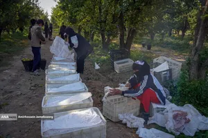 توانمندی اقتصادی برای رفع محرومیت - باغ گلابی