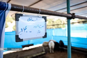 بازار عرضه بهداشتی دام زنده در عید قربان
