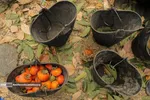 Persimmon harvest from Soulqan orchards in Kan district of Tehran happens in the season of fall, from the last days of October until the early days of January, depending on the weather conditions of the region.