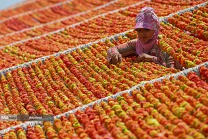 مزرعه صیفی&zwnj;جات در غازیانتپ، ترکیه