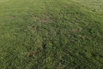 واکنش شهرداری به افت کیفیت چمن ورزشگاه شهرقدس