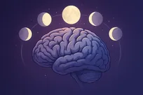 مغز زنان در روز‌های قاعدگی بازسازی می‌شود