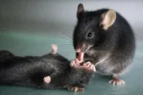 موش‌ها با کمک‌های اولیه یکدیگر را نجات می‌دهند