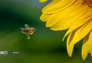 مزرعه گل آفتابگردان در حومه فرانکفورت آلمان