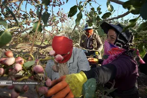 تولید برای محرومیت زدایی - باغ پسته