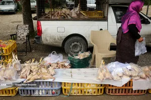 جمعه&zwnj; بازار &laquo;جویبار&raquo;