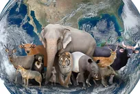 بیشتر گونه‌های جانوری روی زمین هنوز کشف نشده‌اند