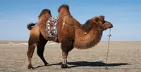 اجرای طرح مشترک ایران و سازمان فائو در پرورش شتر دوکوهانه