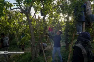 توانمندی اقتصادی برای رفع محرومیت - باغ گلابی