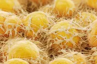 وقتی سیستئین کم شود بدن به جنگ چربی‌ها می‌رود