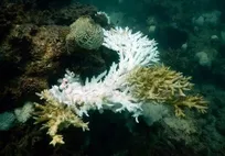 تهدید بی‌سابقه صخره‌های مرجانی جهان