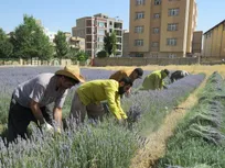 رشدی ۱۰۰ درصدی برداشت محصول از مزرعه گیاهان دارویی دانشگاه آزاد سقز
