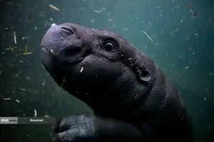 اسب آبی به نام تونی در استخر باغ جانورشناسی در برلین