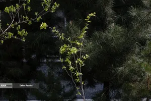 کاشت نهال امید