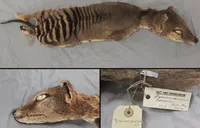 مأموریت غیرممکن در پارک ژوراسیک؛ ببر تاسمانی چگونه به زندگی برمی‌گردد؟