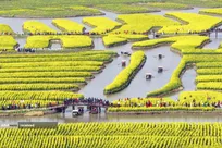 شکوفه‌های بهاری