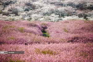 شکوفه&zwnj;های سیب در گوئیانگ، چین