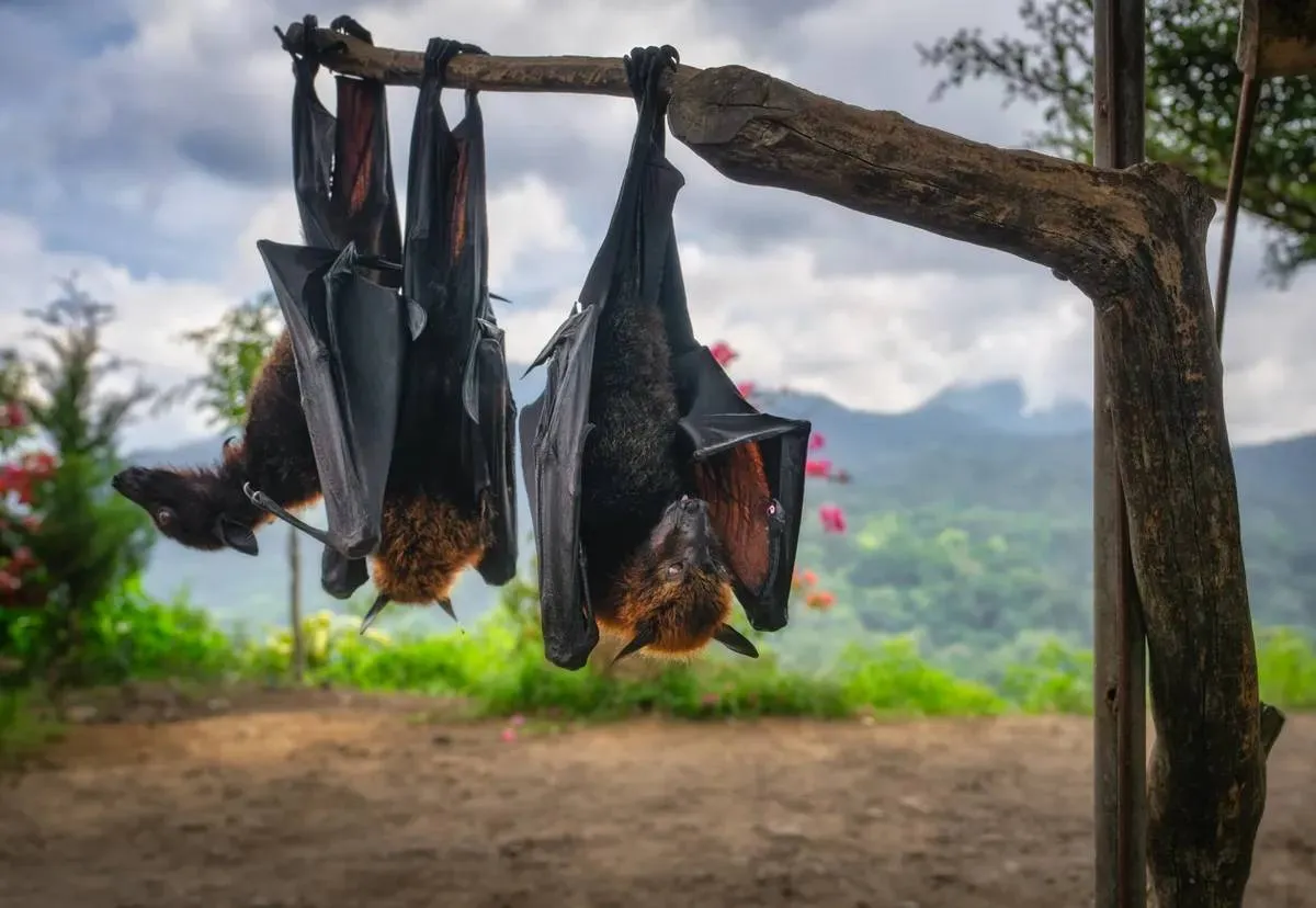 روباه پرنده