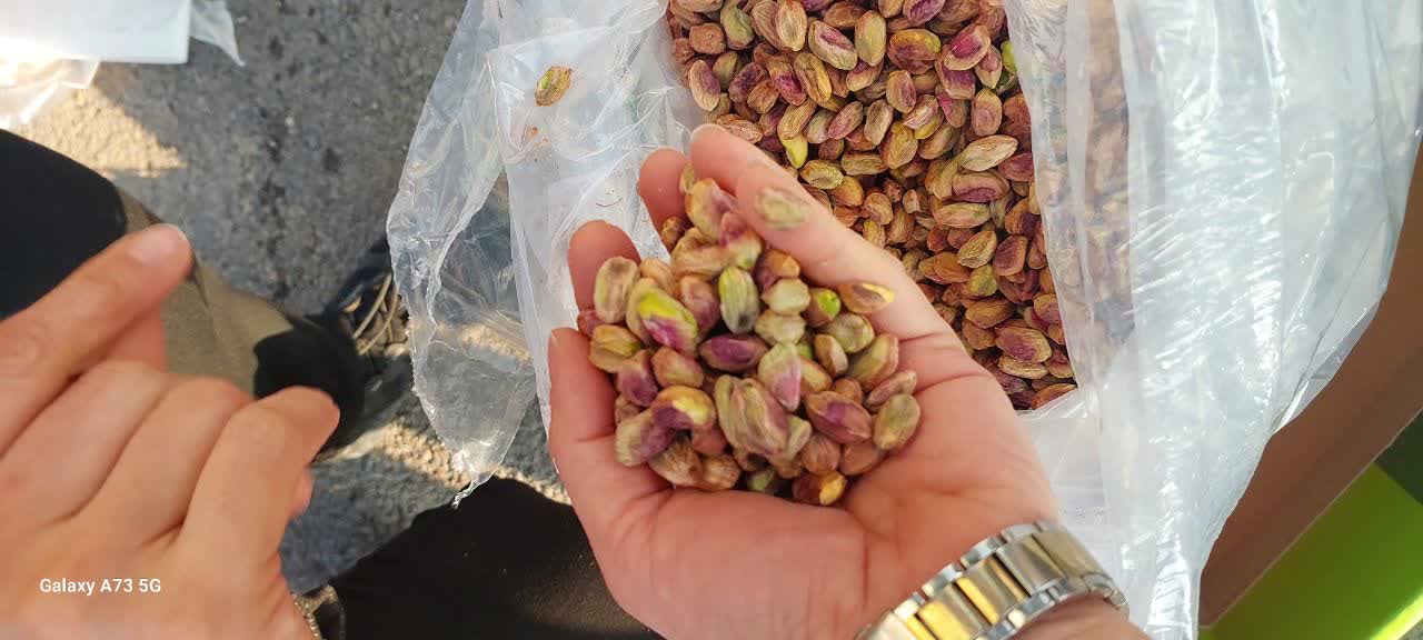 درخشش دانشگاه آزاد اسلامی بجنورد در مرزهای اقتدار زیستی/ بازوی علمی دانشگاه در خدمت امنیت غذایی و صادرات فرامرزی