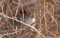 مشاهده-سسک-دم-پهن-در-استان-خراسان‌جنوبی