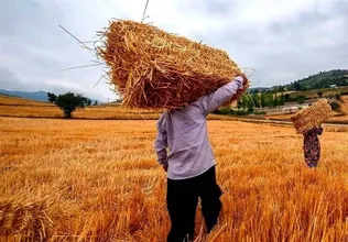 سرای ۴.۵ هکتاری نوآوری و فناوری کشاورزی دانشگاه آزاد در خدمت اقتصاد کاشمر/ از تبدیل چالش‌های منطقه‌ای به فرصت‌های فناورانه تا آغاز به‌کار «هنرستان جوار صنعت» از مهرماه