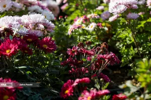 گل های داوودی