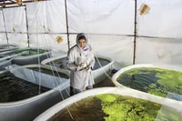 تبدیل دانشگاه آزاد اهواز به قطب ماهیان زینتی غرب کشور