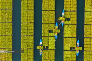 عکس هوایی از کشاورزان در حال برداشت شاهی در یک جزیره شناور در شهرستان چونان، شهر هانگژو، استان ژجیانگ، چین

