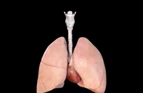 scientists-simulate-breathing-in-a-miniature-human-lung