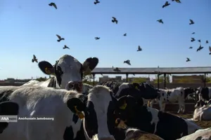 رفع محرومیت با تولید ملی - گاوداری