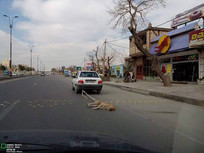 حیوان&zwnj;آزاری در تالش؛ راننده پراید شناسایی و به مرجع قضایی معرفی شد