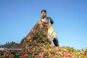 تولید برای محرومیت زدایی - باغ پسته