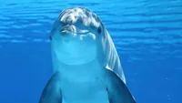 خودآگاهی دلفین و شناسایی خودش در آینه! +فیلم