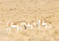 گورخر ایرانی در استان یزد احیا شد/ امید به احیای یوزپلنگ نداریم؛ تکثیر یوز در اسارت آخرین برگ برنده