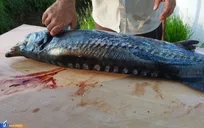 از تربیت ۸۵ هزار دانش‌آموخته تا قطب پرورش ماهیان خاویاری