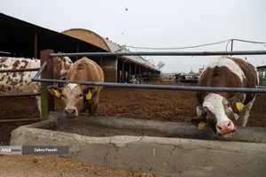 خودکفایی در تولید شیر