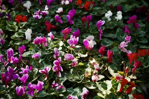 بازار گل محلاتی